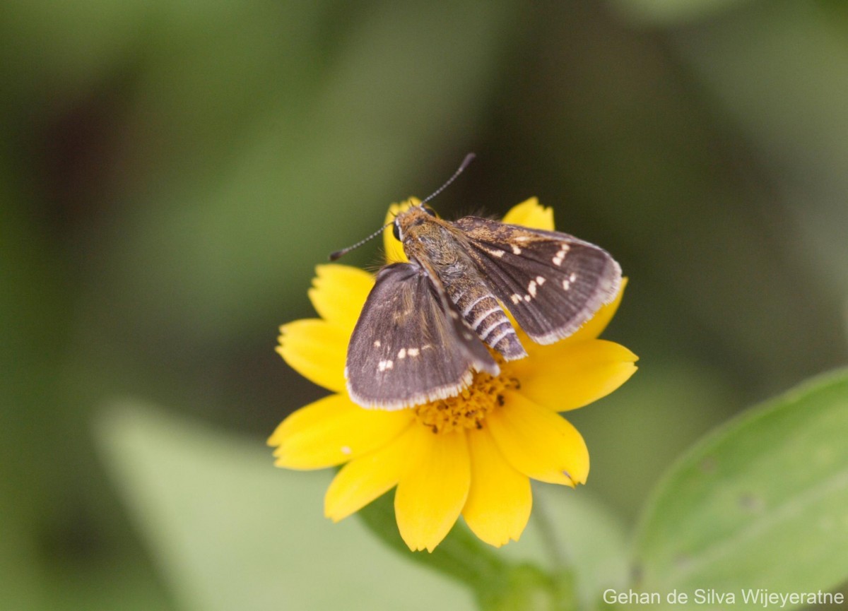 Taractrocera maevius  Fabricius, 1793